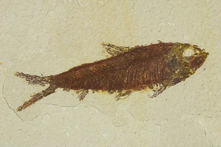 Bargain Fossil Fish (Knightia) - Wyoming #295701